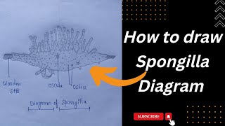 How to draw SpongillaEasily 😳 Step by step 👍for Biology [upl. by Corilla710]