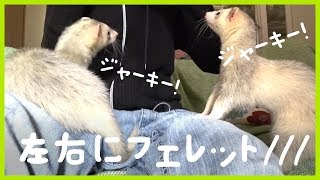 右に！左に！フェレットʕ•̀ω•́ʔ  ferret lab 290 [upl. by Innor147]