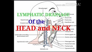 Face Head and Neck Lymphatic Drainage Routine [upl. by Arytas]