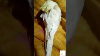 Pattu In Sleep Mood 😴😴😴cockatiel sleep pattu youtube shorts [upl. by Cattan290]