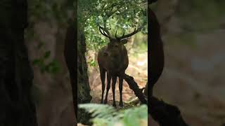 Antler Sharpening Secrets Unleashed wildlifefilmmaker nature wildlifefilmmaking [upl. by Ylrebmek]