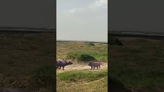 Close proximity to wild animals Fantastic animals on Douyin Animal world All things are spiritu [upl. by Ocirderf935]