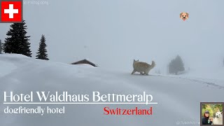 Bettmeralp  Aletscharena  Wallis  Hotel Waldhaus Switzerland 4K [upl. by Yenahteb]