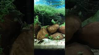 update corydoras sanctuary nothing better than seeing happy nano catfish [upl. by Persian633]