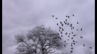 Pigeon Gets Hawk in the Face [upl. by Aihsem]