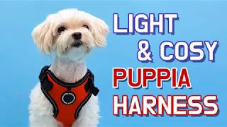 PUPPIA How to put on a Harness  F Style [upl. by Ahsiuqel688]