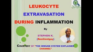 Leukocyte Extravasation  Inflammation [upl. by Nydroj731]