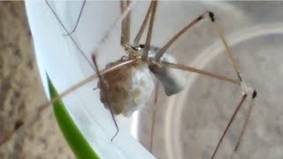 Daddy Long Legs carrying Egg Sac Pholcus Phalangioides [upl. by Petula]