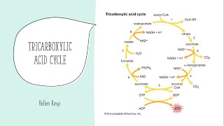 Tricarboxylic acid Cycle [upl. by Htederem854]