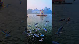 🚩MAA NARMADA ❤️‍🔥 ❤️GWARIGHAT JABALPUR 🌼 jabalpur maanarmada youtubeshorts tranding [upl. by Minetta306]