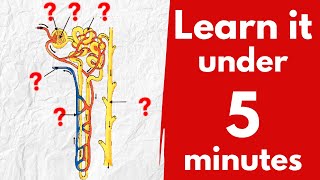 Learn structure of nephron diagram in 5 minutes  Class 10 Biology [upl. by Esli]