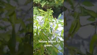 Yellow leaves to green leaves this is the secret to help you plant pepper garden [upl. by Novy]