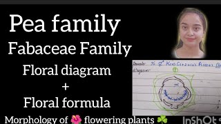 Fabaceae Family Pea 🫛 family full topic explained [upl. by Annagroeg]