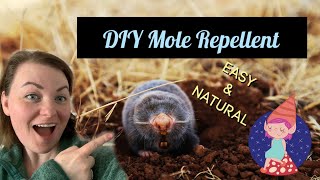 Homemade Ground Mole Repellent with Dawn Dish Soap and Castor Oil [upl. by Seften]