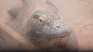 Watch how we feed our Komodo dragons [upl. by Irpac]