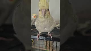 Lost cockatiel is back someone found her birds cockatiel smallparrot [upl. by Notrem168]