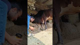 Direct IV cannulation in jugular vein and calcium borogluconate infusion in a cow [upl. by Ecal]