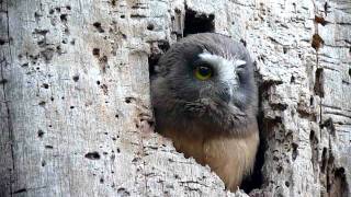 Northern Sawwhet Owl chicks Point Lobos Caliofrnia [upl. by Cleave]