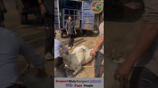 हम हार गये।🥺इस गाय की रक्षा तो भगवान ही कर सकते हैं apsgurjar help viral gwalior [upl. by Brietta]