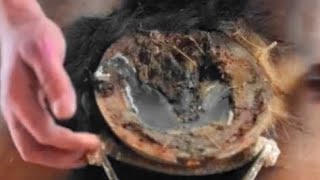 Trimming Overgrown Horse Hooves  Horseshoe removal and cleaning [upl. by Boggs655]