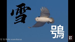 雪鴞 Bubo scandiacus [upl. by Debbie462]