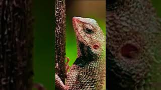 Squamata Wild Life DOCUMENTARY [upl. by Hamlin]