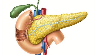 Pancreas BioTV28 class 10th [upl. by Dowski798]