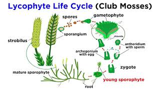 Lycophytes Early Vascular Plants [upl. by Selbbep98]