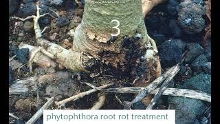 phytophthora root rot treatment [upl. by Linet]