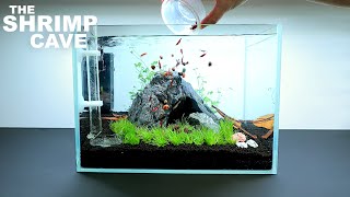 The Shrimp Cave NEW Shrimp Setup for Neocaridina Aquascape Tutorial [upl. by Nnylidnarb]