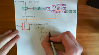 NLinked Glycosylation Part 4 [upl. by Buehrer]