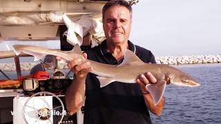 Pesca con il gambero vivo e galleggiante in Laguna Veneta  cattura di un palombo [upl. by Ameline]