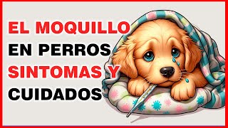 MOQUILLO EN PERROS CUALES SON SUS SÍNTOMAS Y CUIDADOS [upl. by Anagrom]