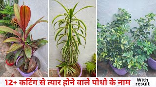 Grow 12 Indoor plants by cutting with results  12 कटिंग से त्यार होने वाले पोधो के नाम [upl. by Paterson]