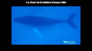 Chant dune Baleine à bosse mâle Guadeloupe 2021 [upl. by Aivatra]