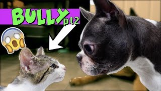 Kittens wont stop bullying Boston Terrier Puppy UPDATE  TRY NOT TO LAUGH [upl. by Eloken]