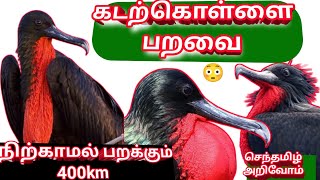 😳அமுலிதுமிலி பன்ற உலகத்தில் நிற்காமல் கடல் தாண்டும் பறவை frigate bird animals factbirds [upl. by Gnot]