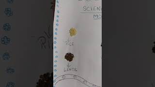 Science project monocotyledons and dicotyledons [upl. by Mathia]