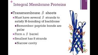 056Membrane Proteins [upl. by Olly]