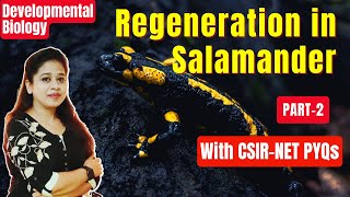 Regeneration Part2  Epimorphosis  Regeneration of Salamander  CSIR PYQs  CSIR NET [upl. by Paxon872]