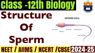 Structure of Sperm cell  Human Reproduction  Class12th Biology NEET [upl. by Ramedlab194]