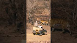 Large Tigress Ranthambore tiger rajasthan shorts [upl. by Bander942]