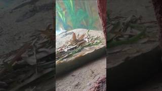 Nehru Zoological Park ytshortsvideo [upl. by Anissa]