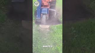 Stump Grinder Gone in Minutes efficientwork powertools stumpgrinder [upl. by Richart]