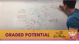 Graded Potential  Neuron [upl. by Slavin]