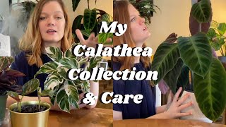 Calathea Collection amp Care  10 Calathea Varieties  2020  Fussy or Misunderstood [upl. by Marlow]