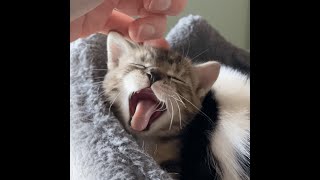 The sweetest kitten yawn [upl. by Ecal]