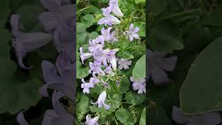 Lilac Campanula Garden Flowers campanula flower flowervarieties shorts [upl. by Pansir]