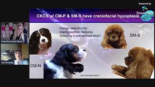 Lets Talk About Chiari and Syringomyelia with Professor Clare Rusbridge  Bliss Cavalier Rescue [upl. by Aninat]