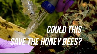 The Battle to Save Bees  Breeding Varroa Mite Resistant Honey Bees pkg only [upl. by Rather157]